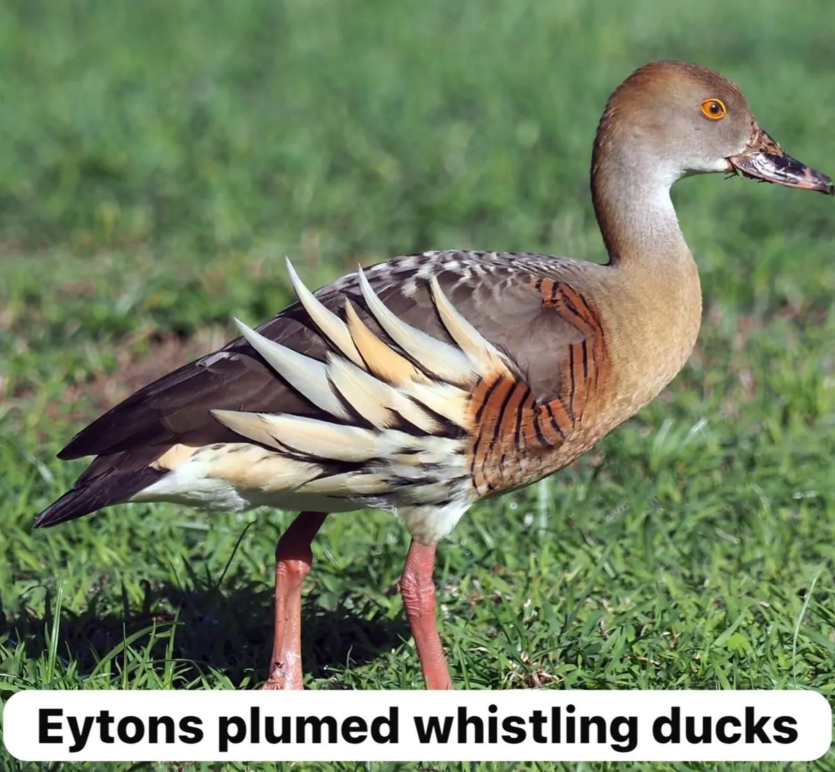 Ornamental waterfowl - Image 1