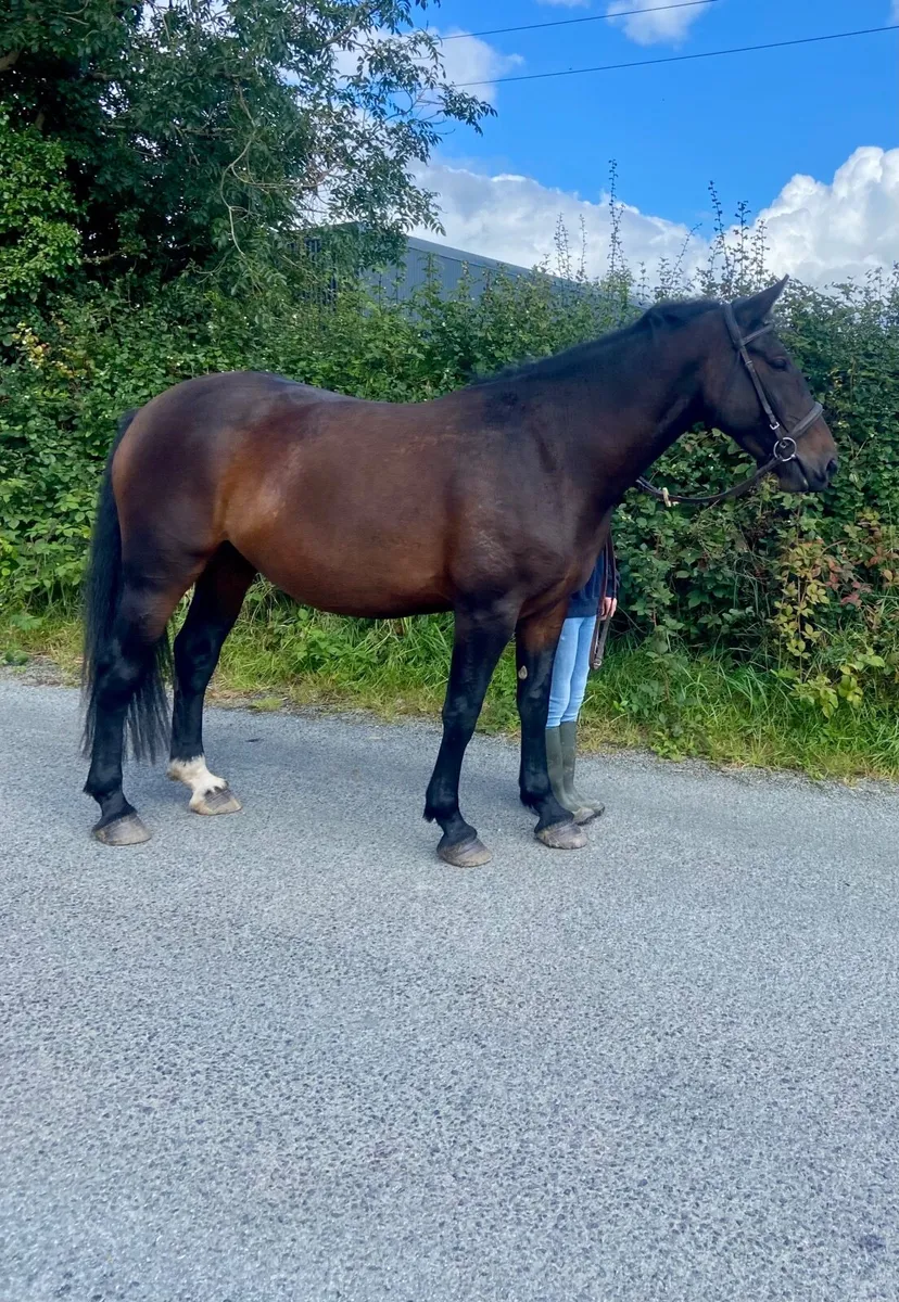 3 1/2 year old Irish draught mare - Image 4