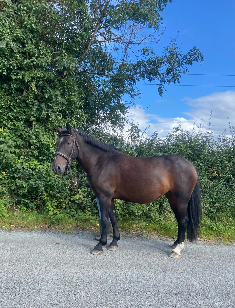 3 1/2 year old Irish draught mare - Image 1
