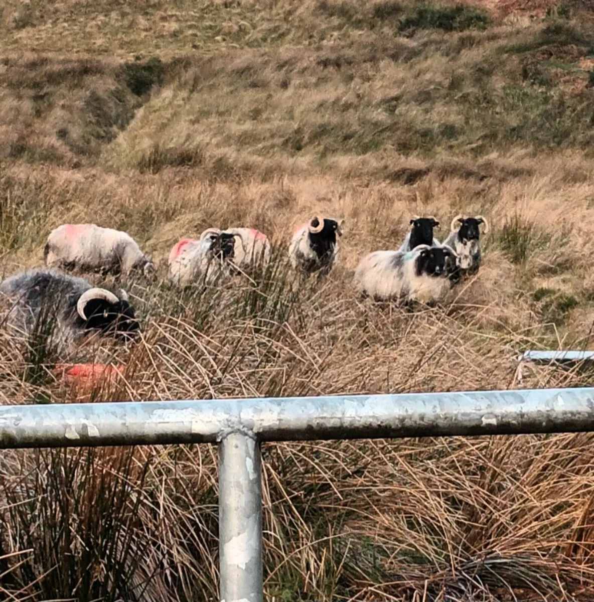 Aged ewes - Image 2