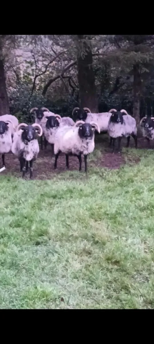 Aged ewes - Image 1