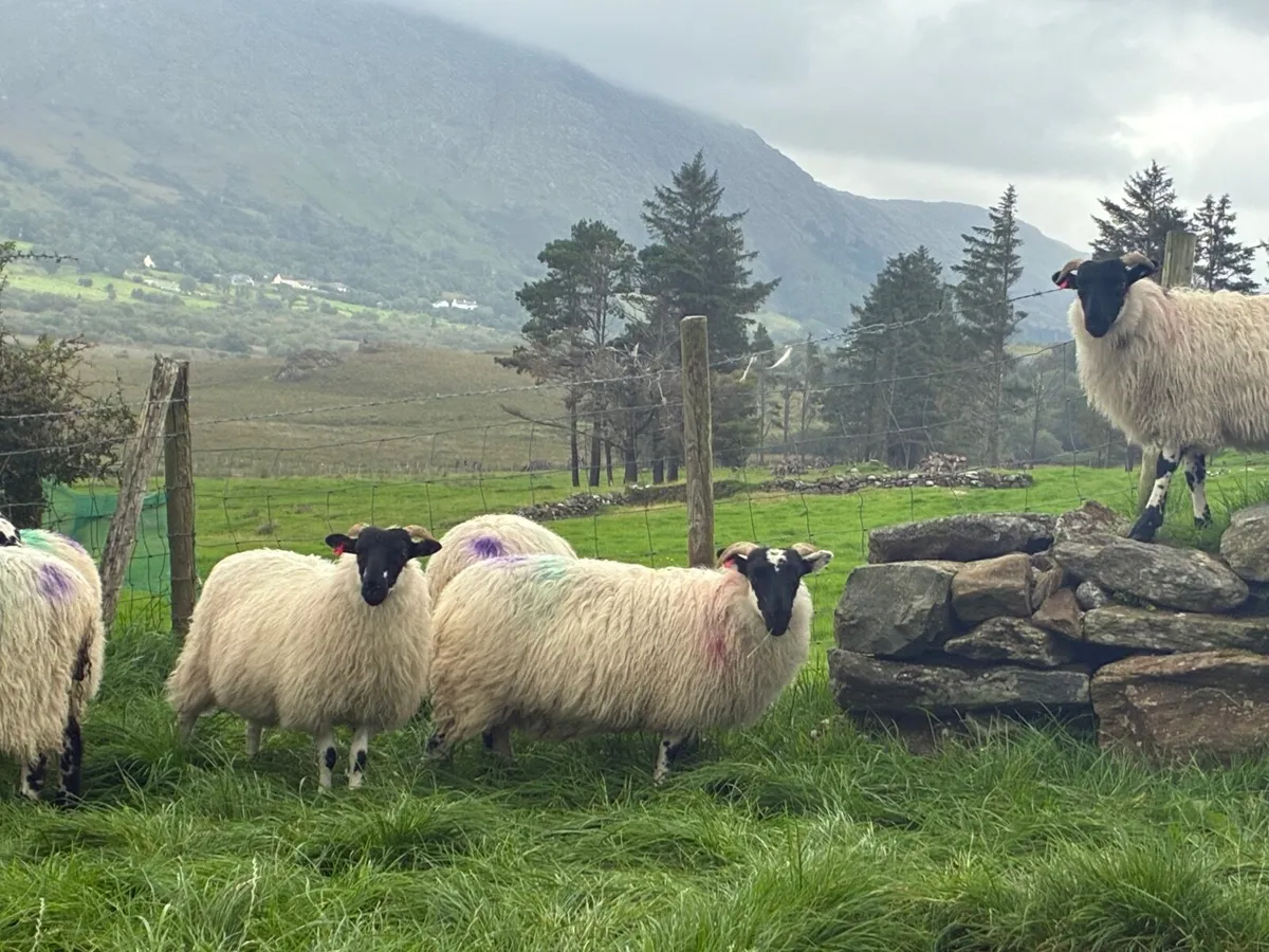 3 year old rams - Image 3