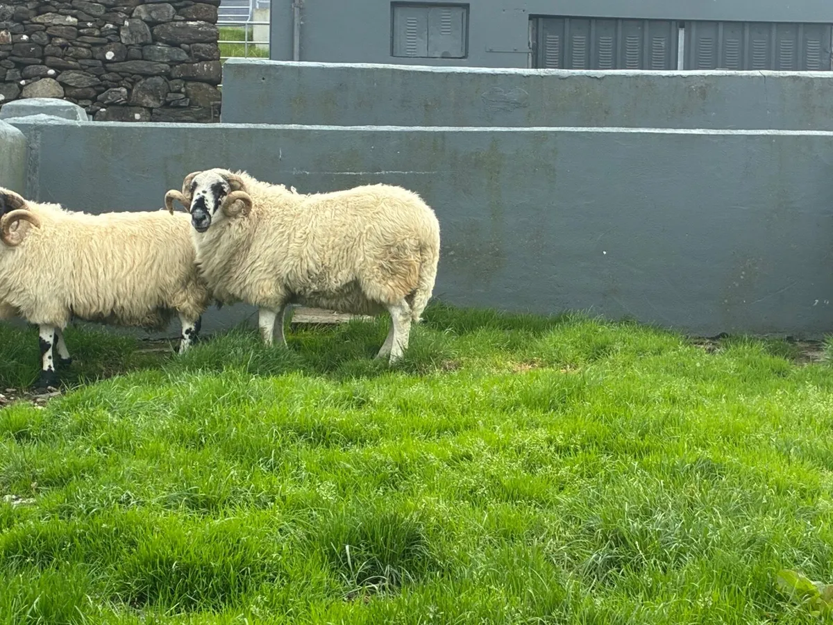 3 year old rams - Image 4
