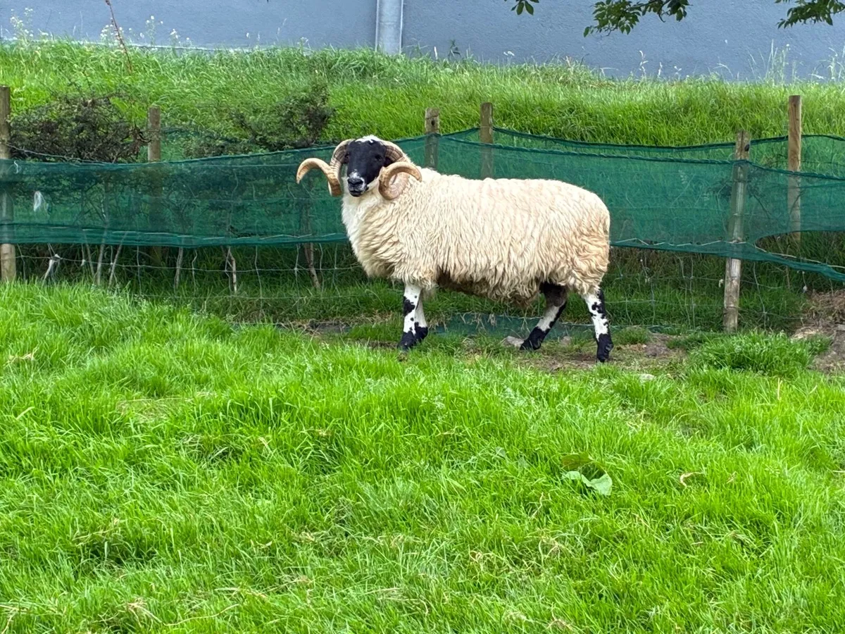 3 year old rams - Image 2