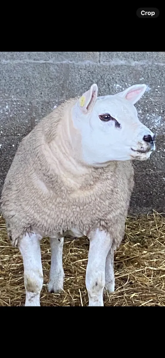 Purebred texel ram lambs - Image 2