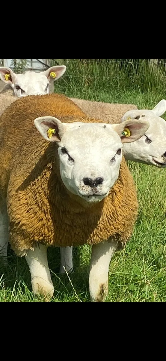 Purebred texel ram lambs - Image 3