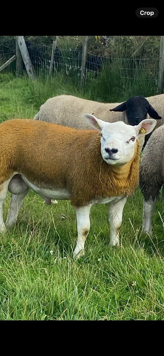 Purebred texel ram lambs - Image 1