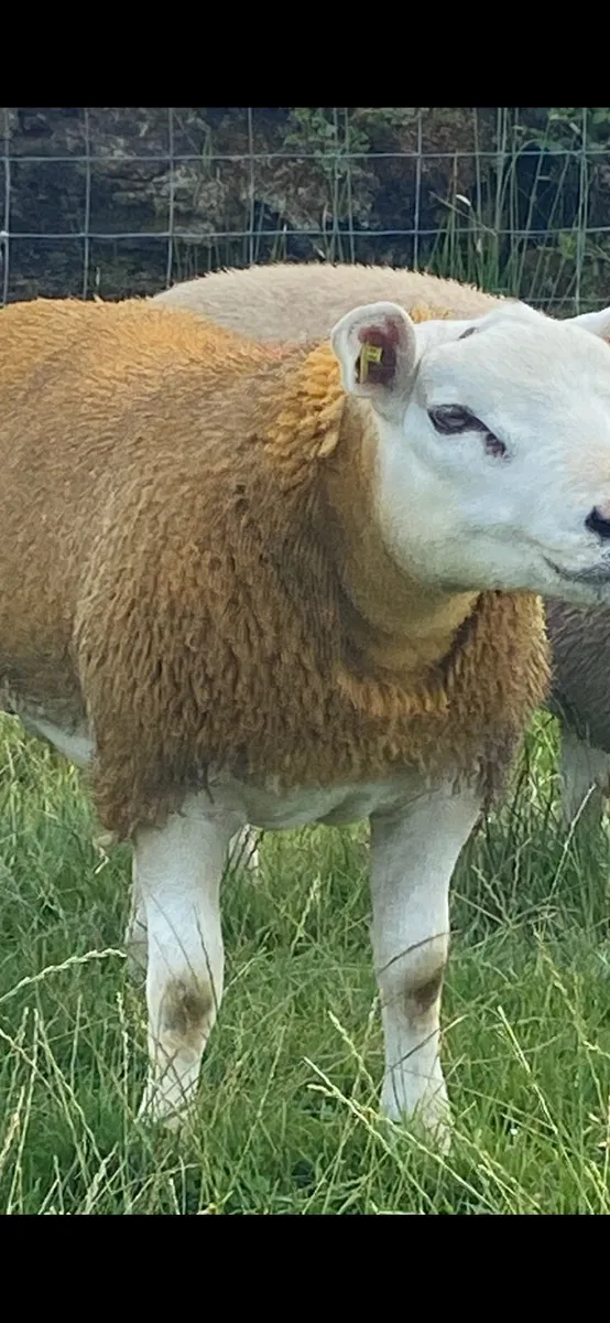 Purebred texel ram lambs - Image 4