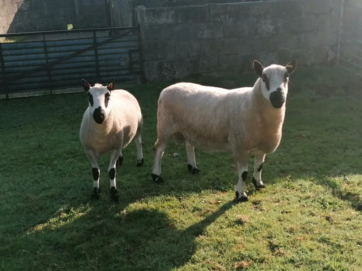 Kerryhill sheep - Image 1