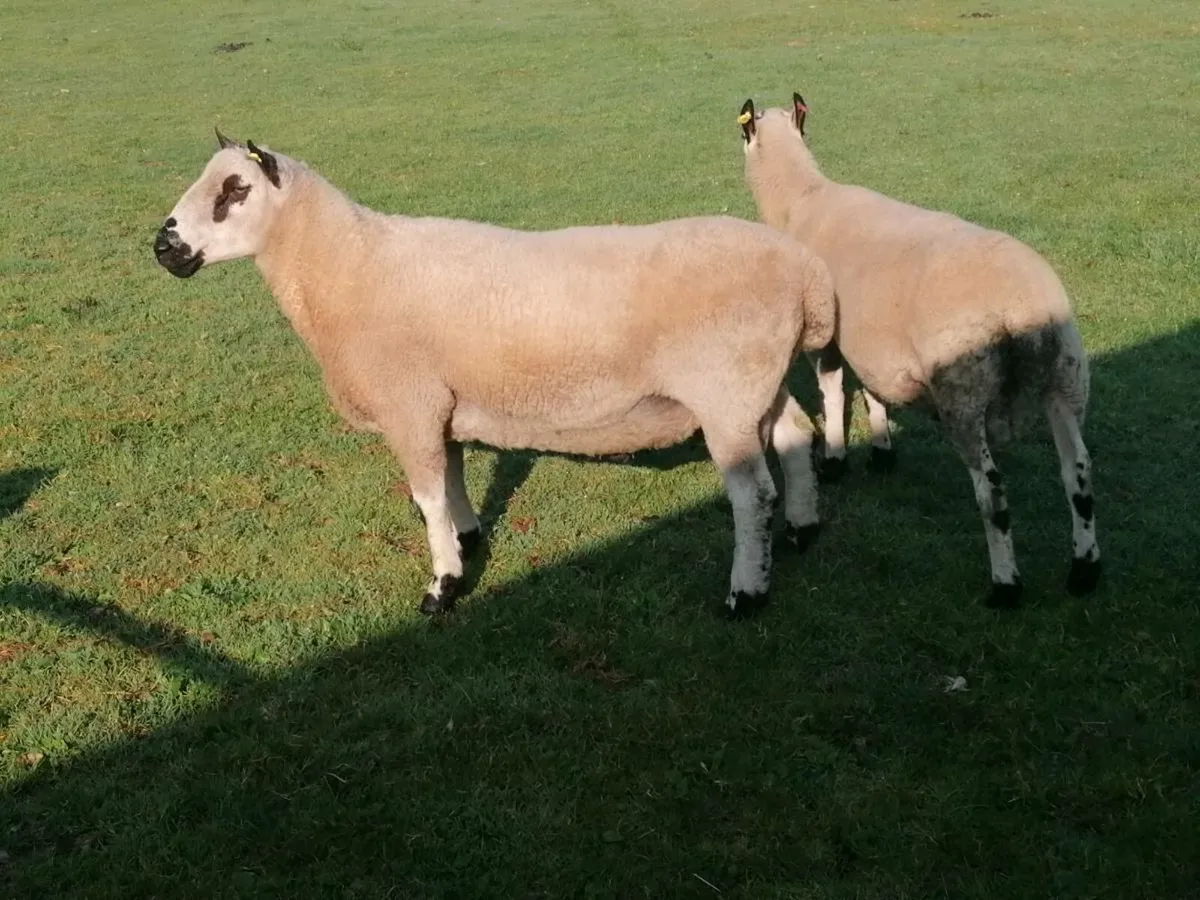 Kerryhill sheep - Image 2
