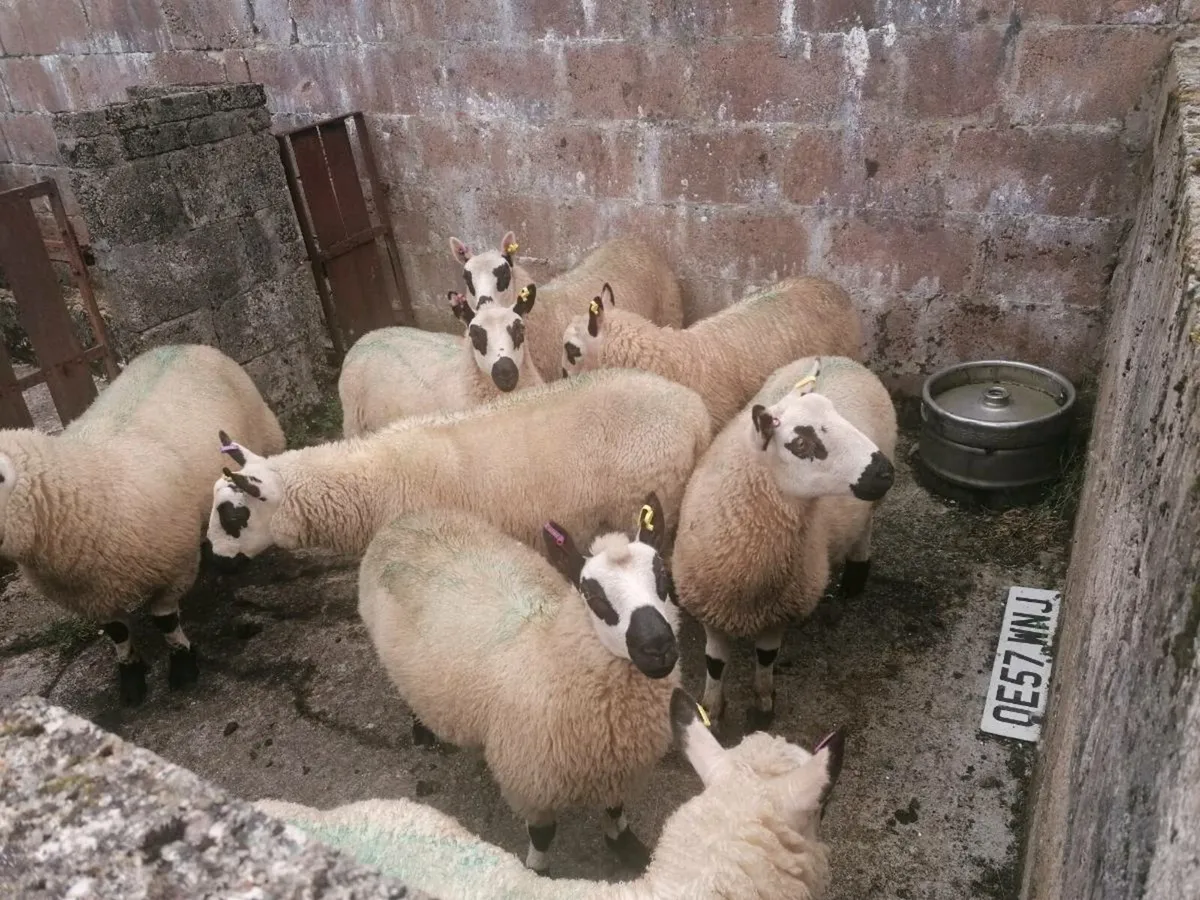 Kerryhill sheep - Image 3