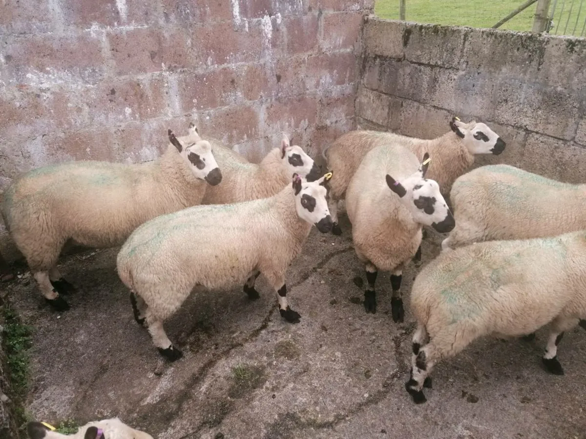 Kerryhill sheep - Image 4
