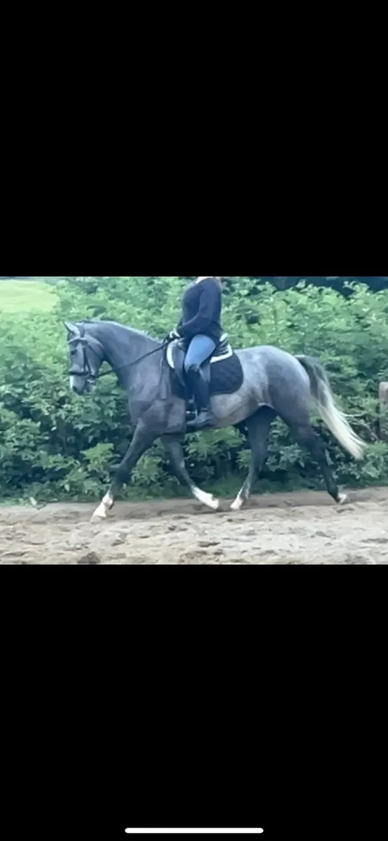 5 year old - Image 3