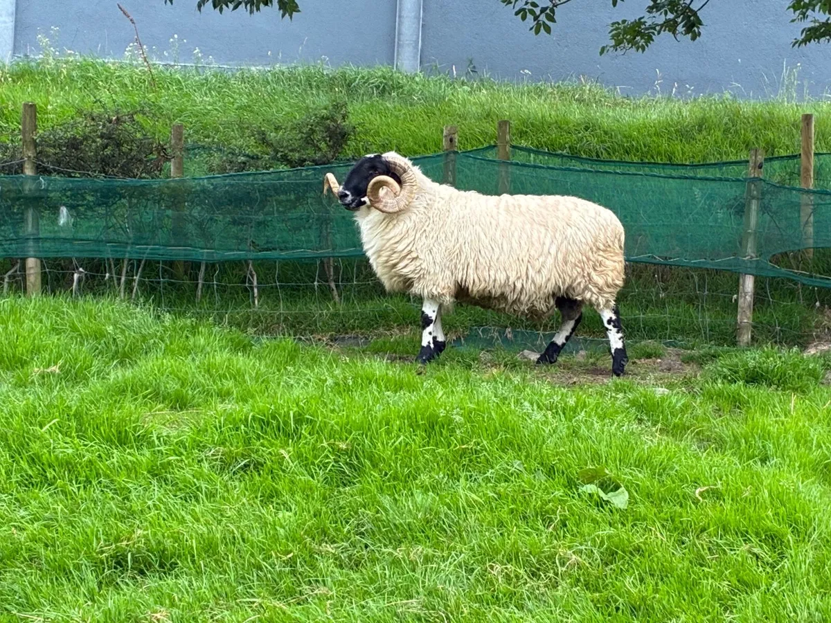 3 year old rams - Image 1