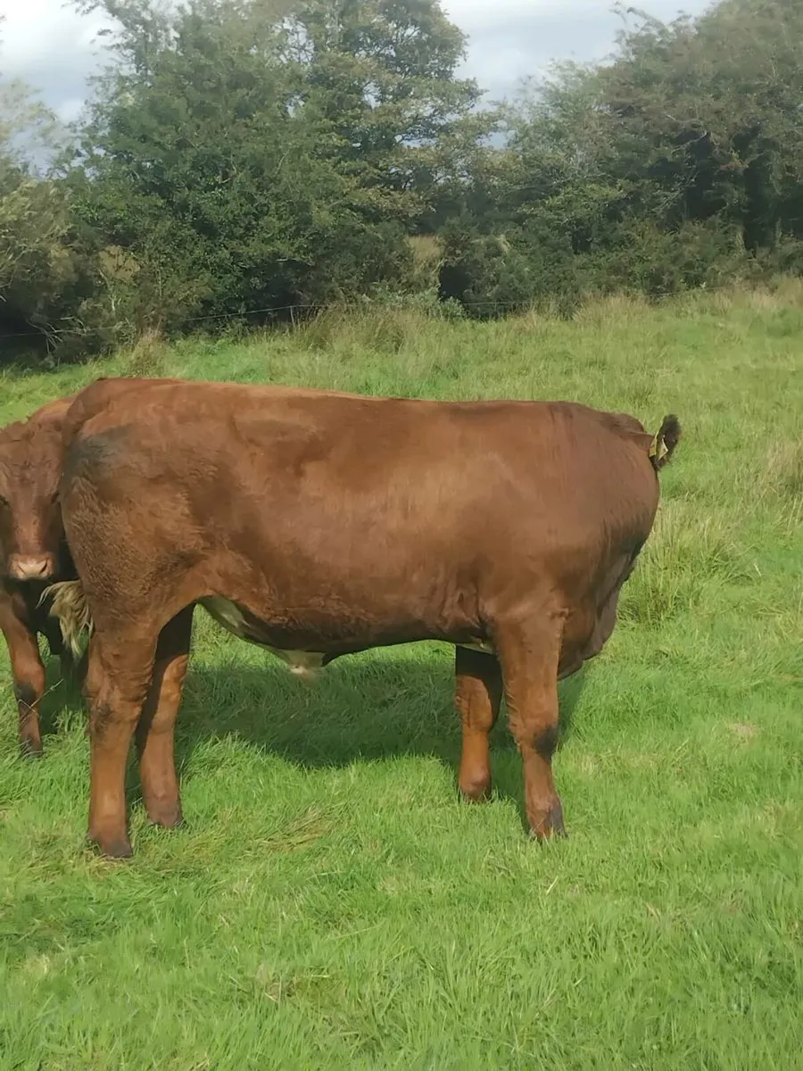 Cattle - Image 1