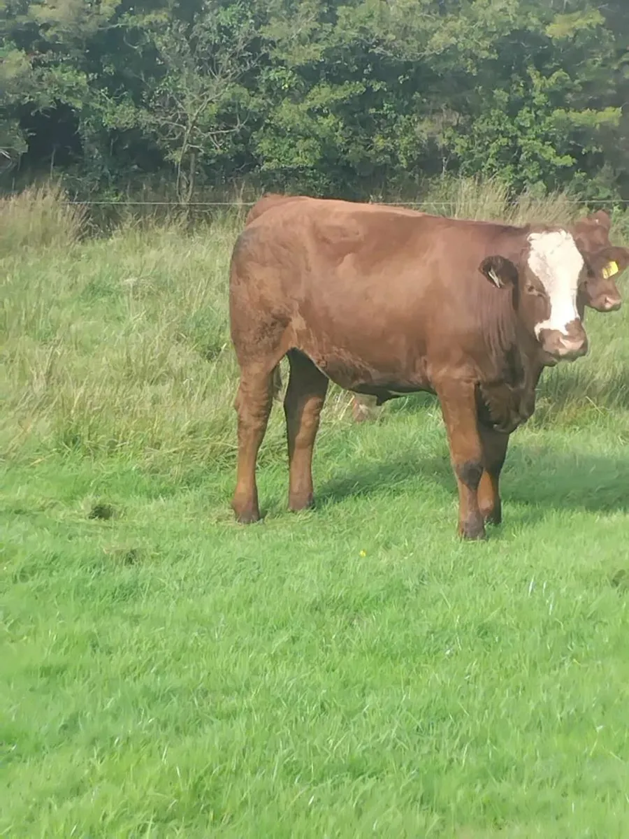 Cattle - Image 2
