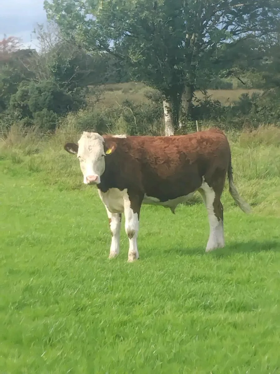 Cattle - Image 3