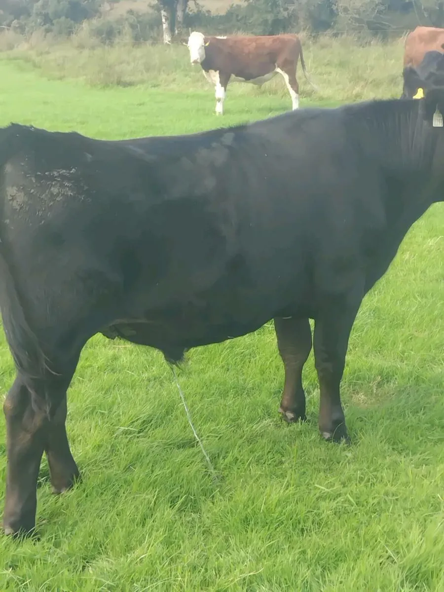 Cattle - Image 4