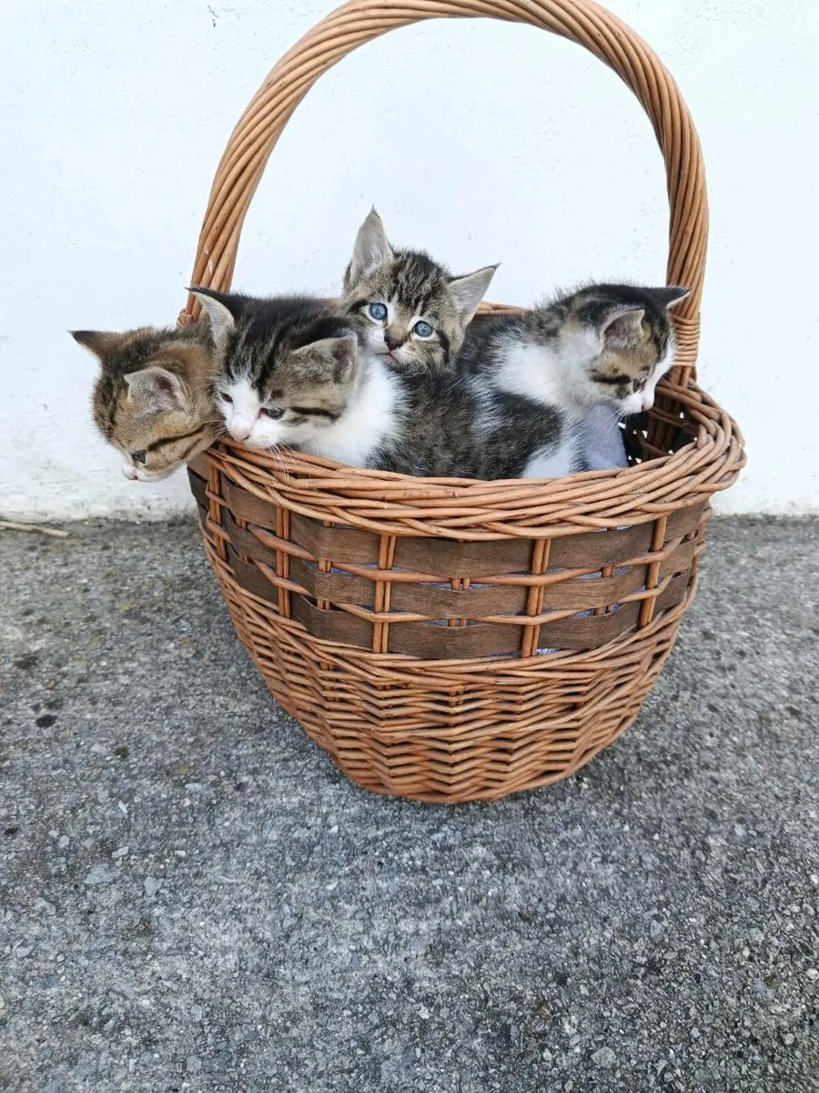 Cats
