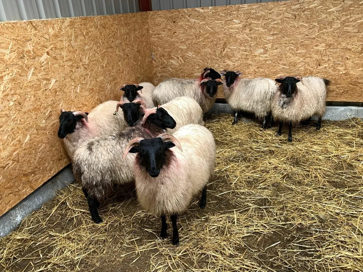 Mayo blackface ewe lambs and 3 store ram lambs - Image 2