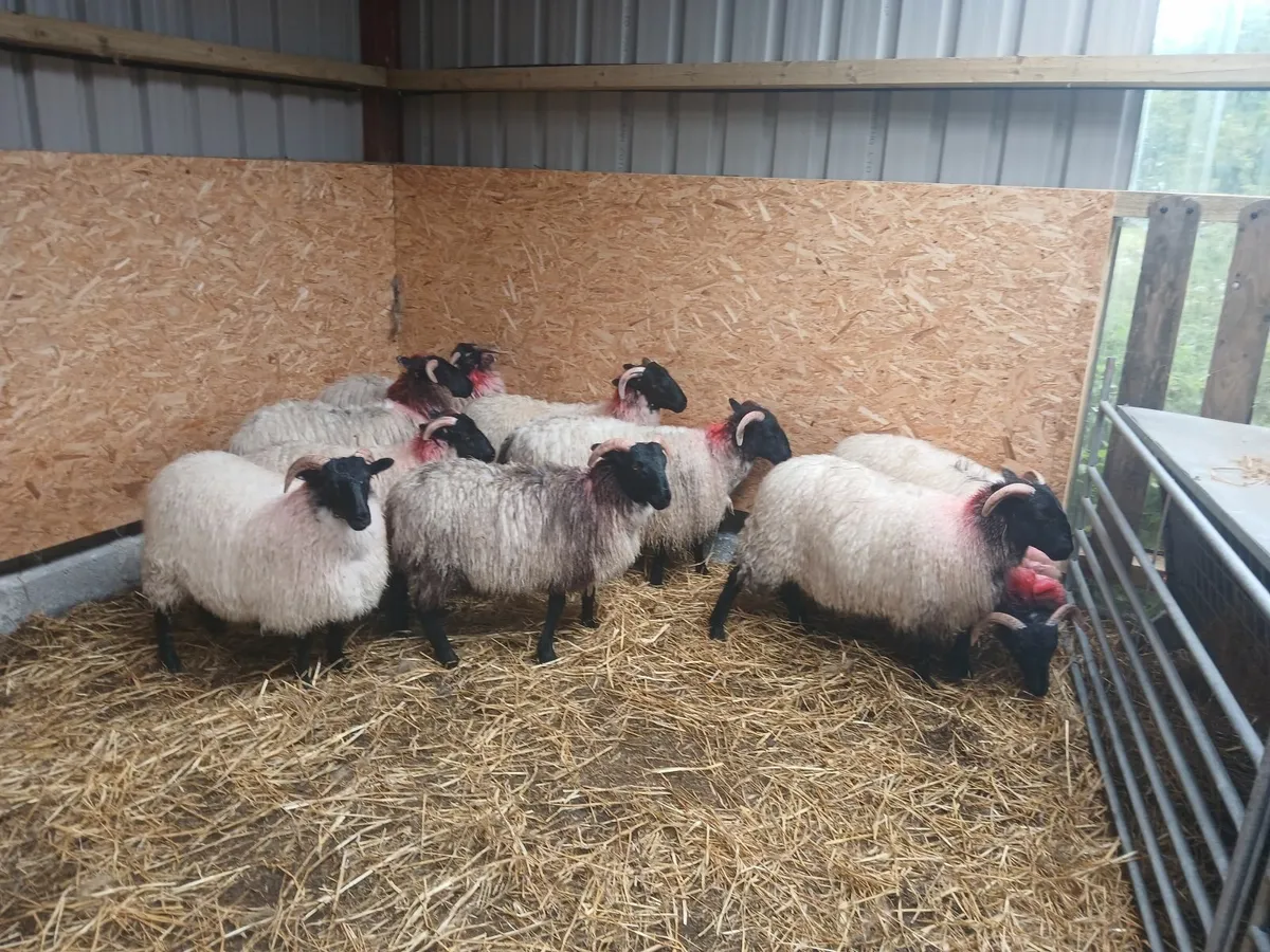Mayo blackface ewe lambs and 3 store ram lambs - Image 3