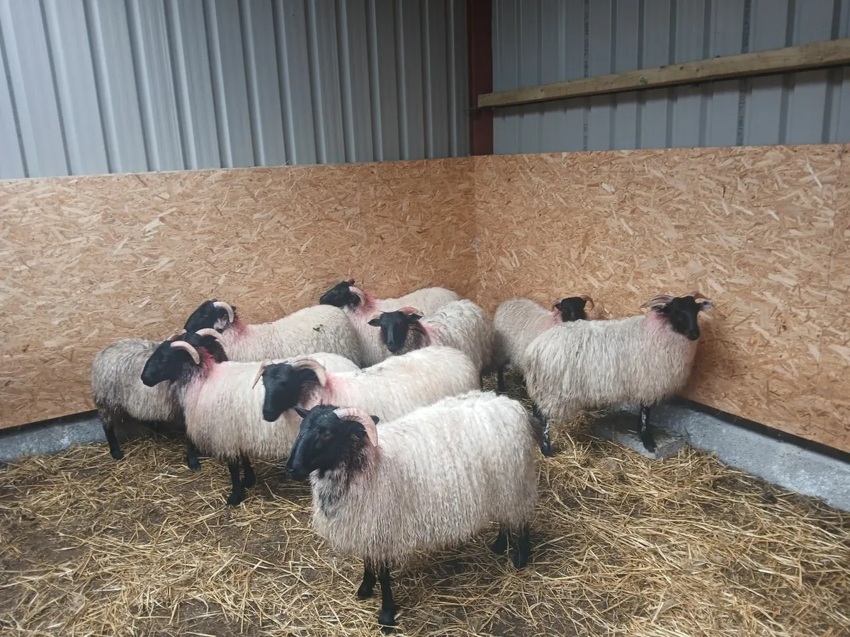 Mayo blackface ewe lambs and 3 store ram lambs - Image 1