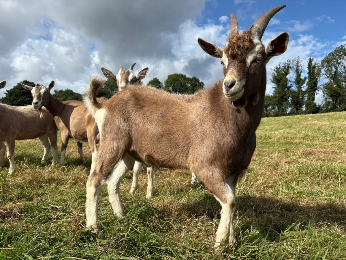 Pure Bred Toggenburg Puck - Image 1
