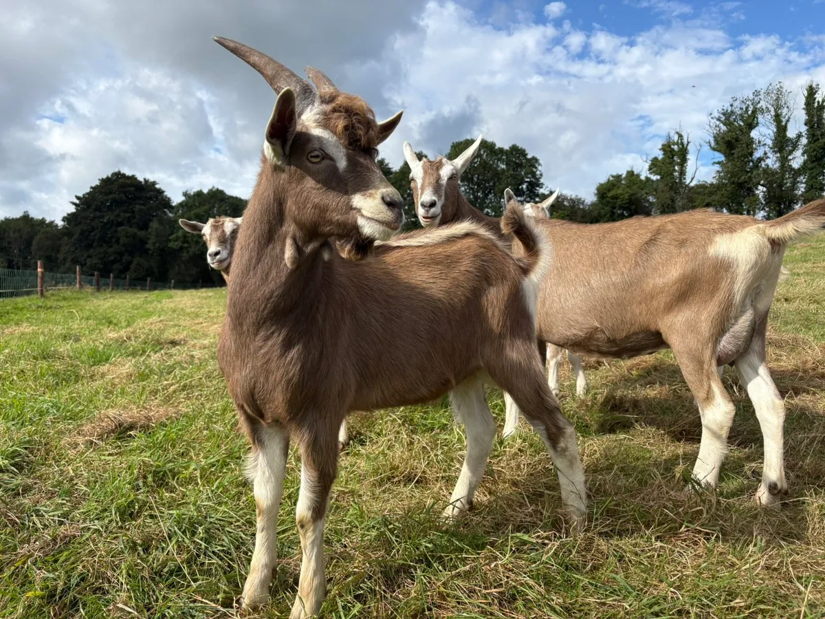 Pure Bred Toggenburg Puck - Image 2