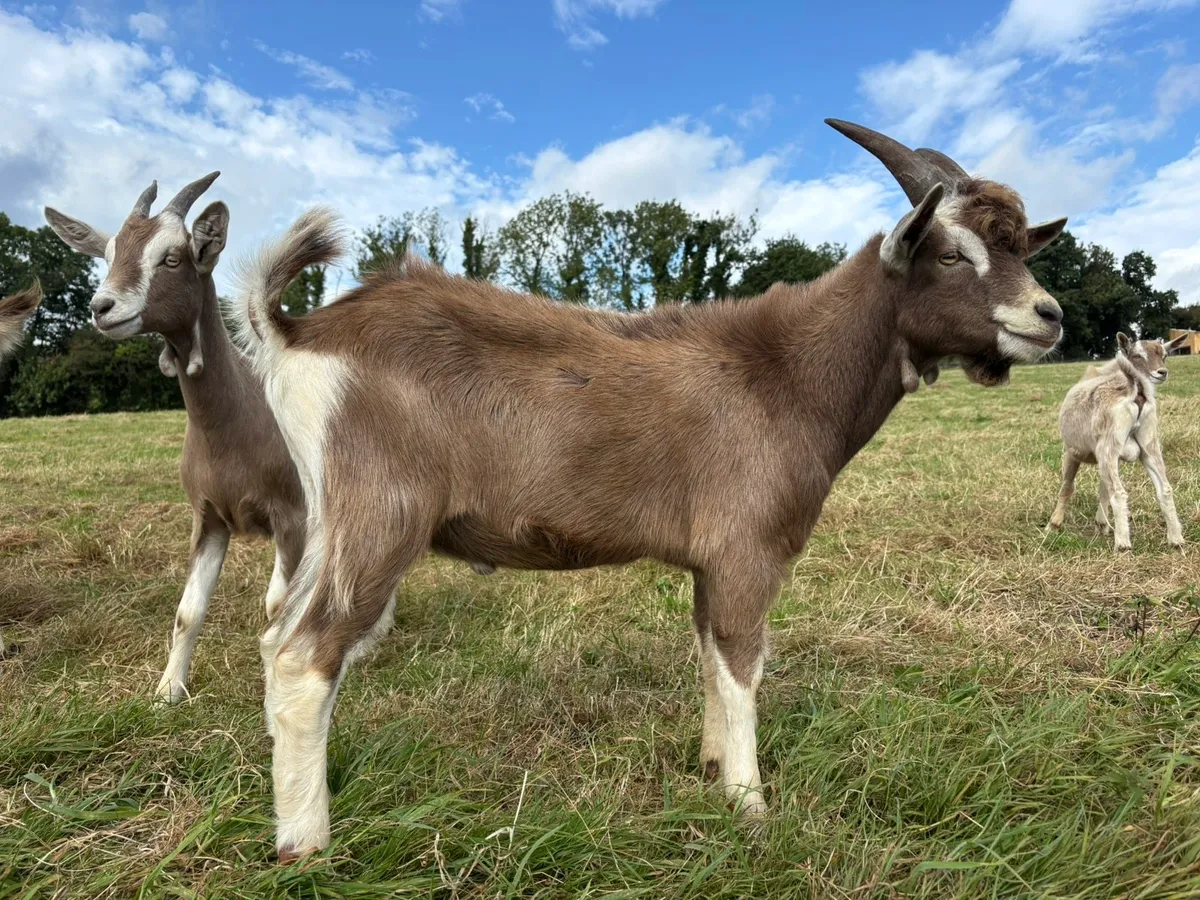 Pure Bred Toggenburg Puck - Image 3