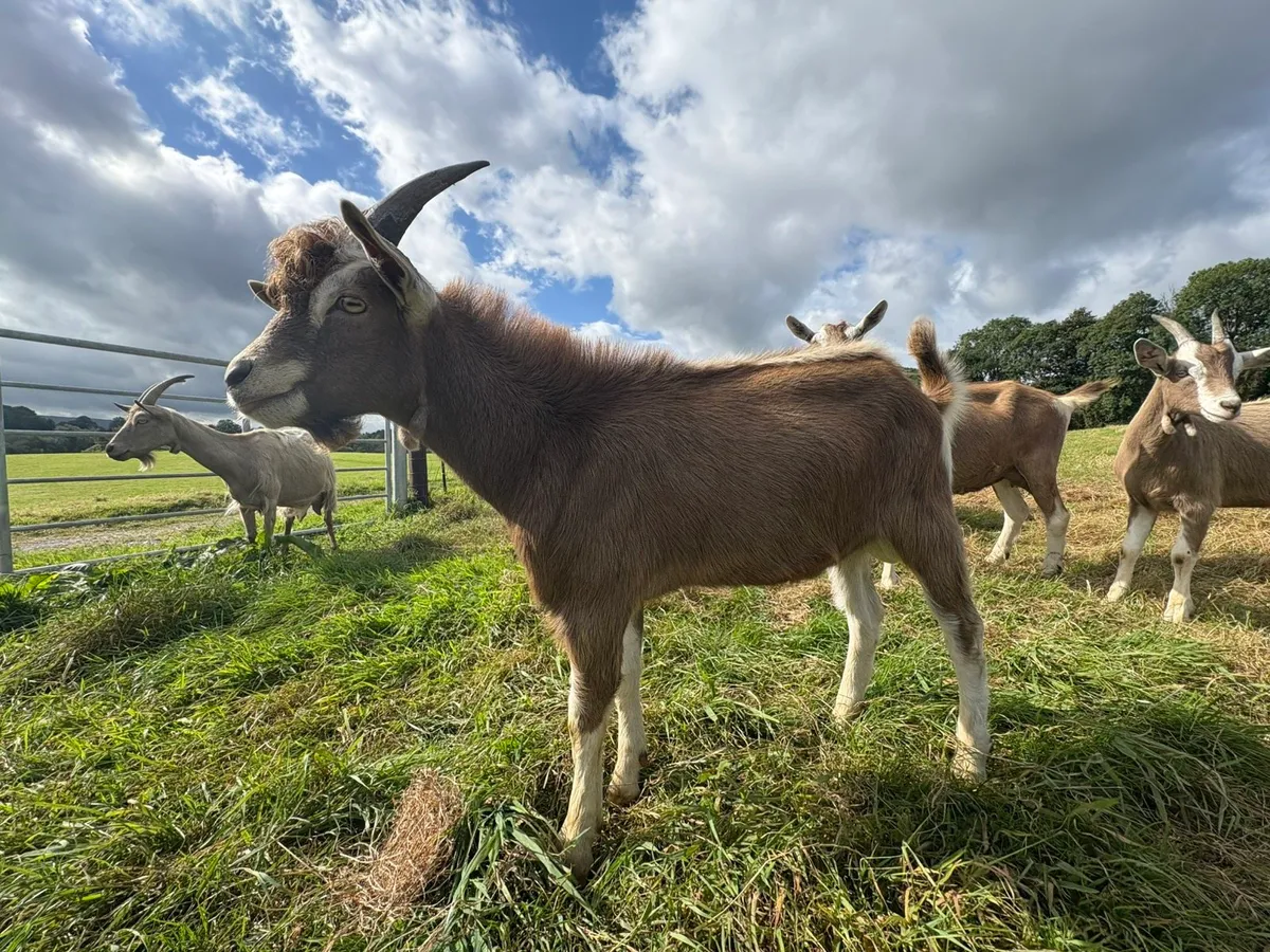 Pure Bred Toggenburg Puck - Image 4