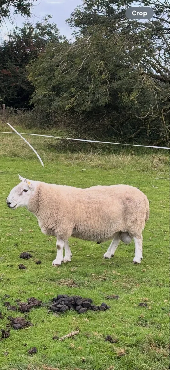 Ram for sale - Image 1