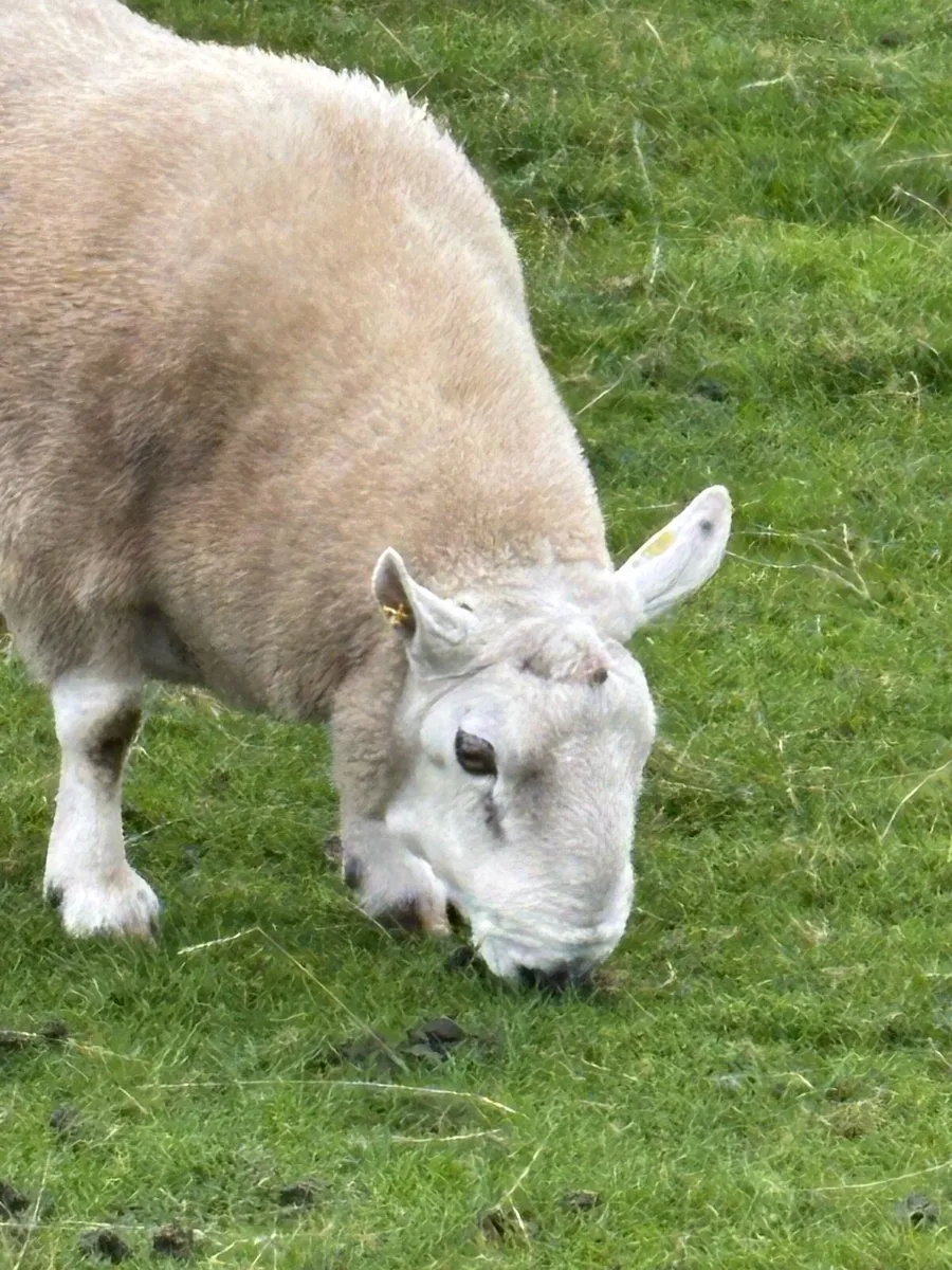 Ram for sale - Image 2