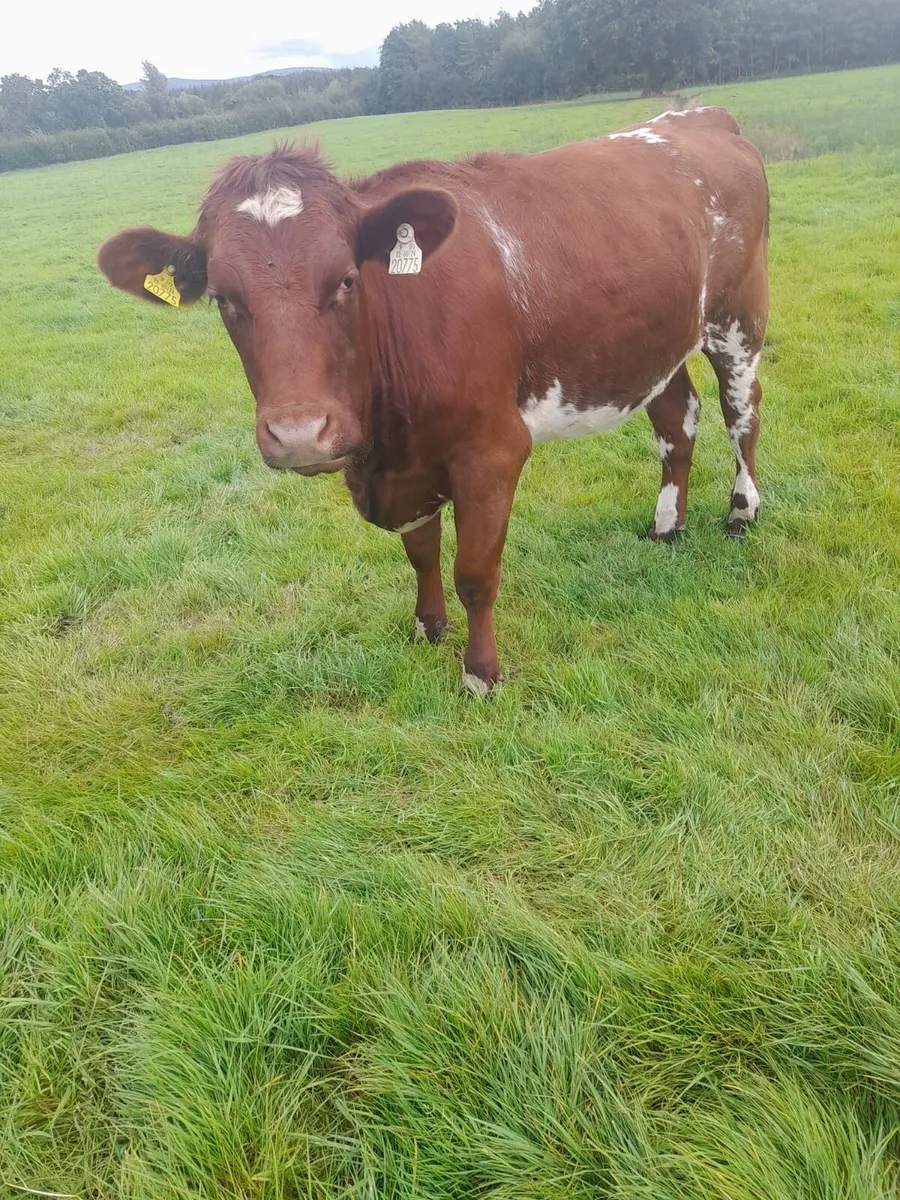 3 pedigree reg shorthorn heifers - Image 2