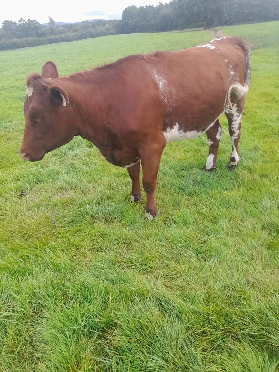 3 pedigree reg shorthorn heifers - Image 3