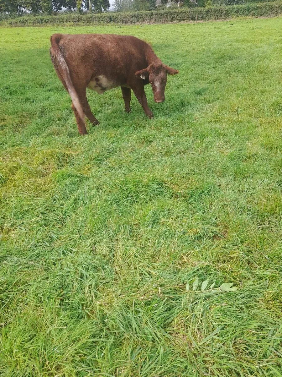 3 pedigree reg shorthorn heifers - Image 4