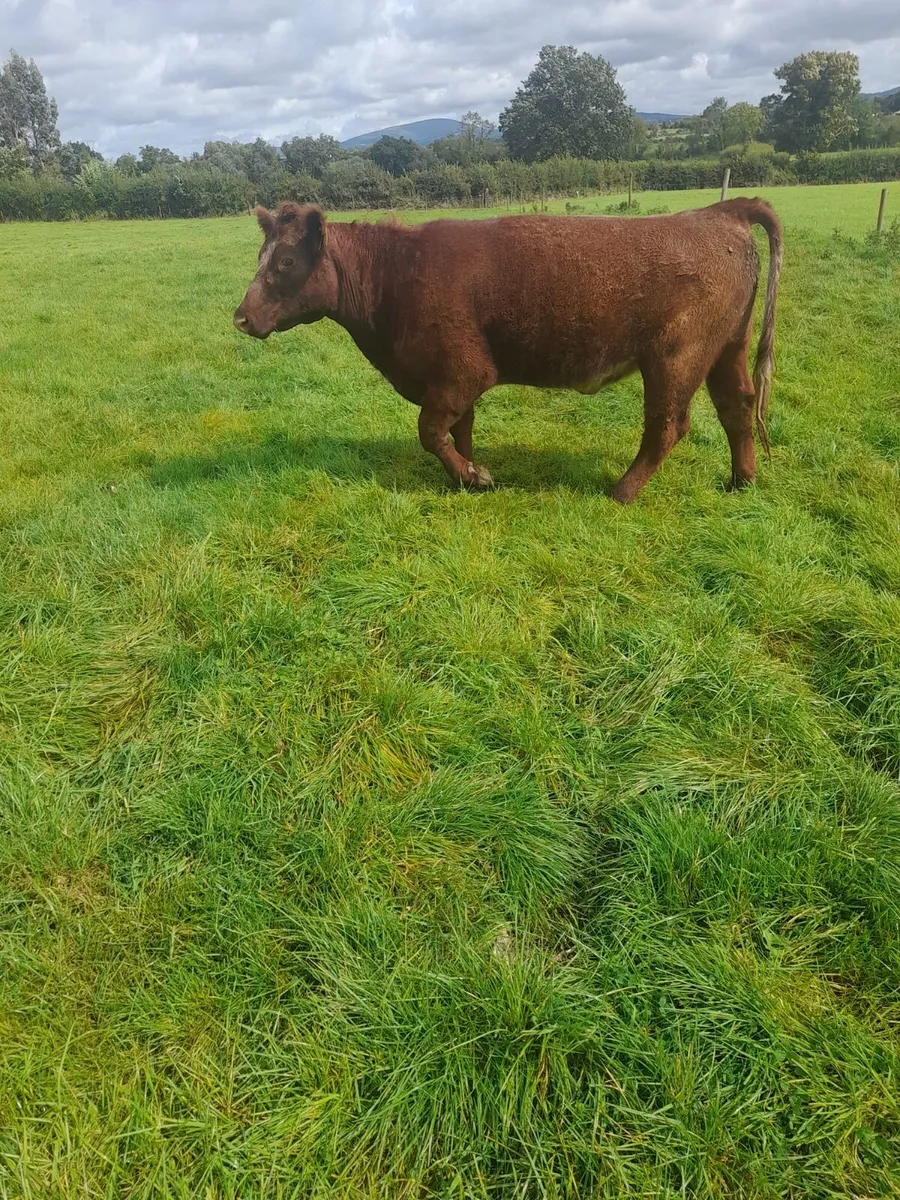 3 pedigree reg shorthorn heifers - Image 1