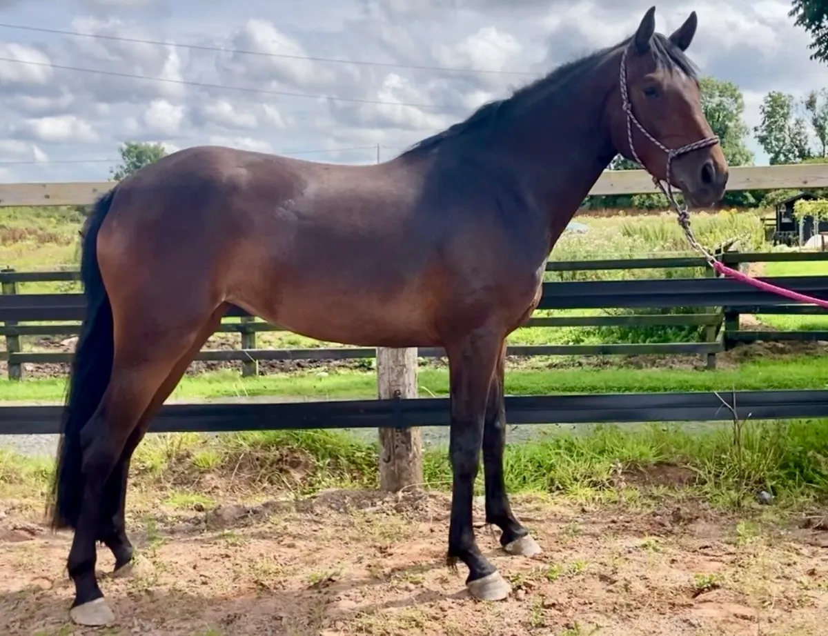Westside Mirah x Dignified V’ant Zorgvleit Filly - Image 1