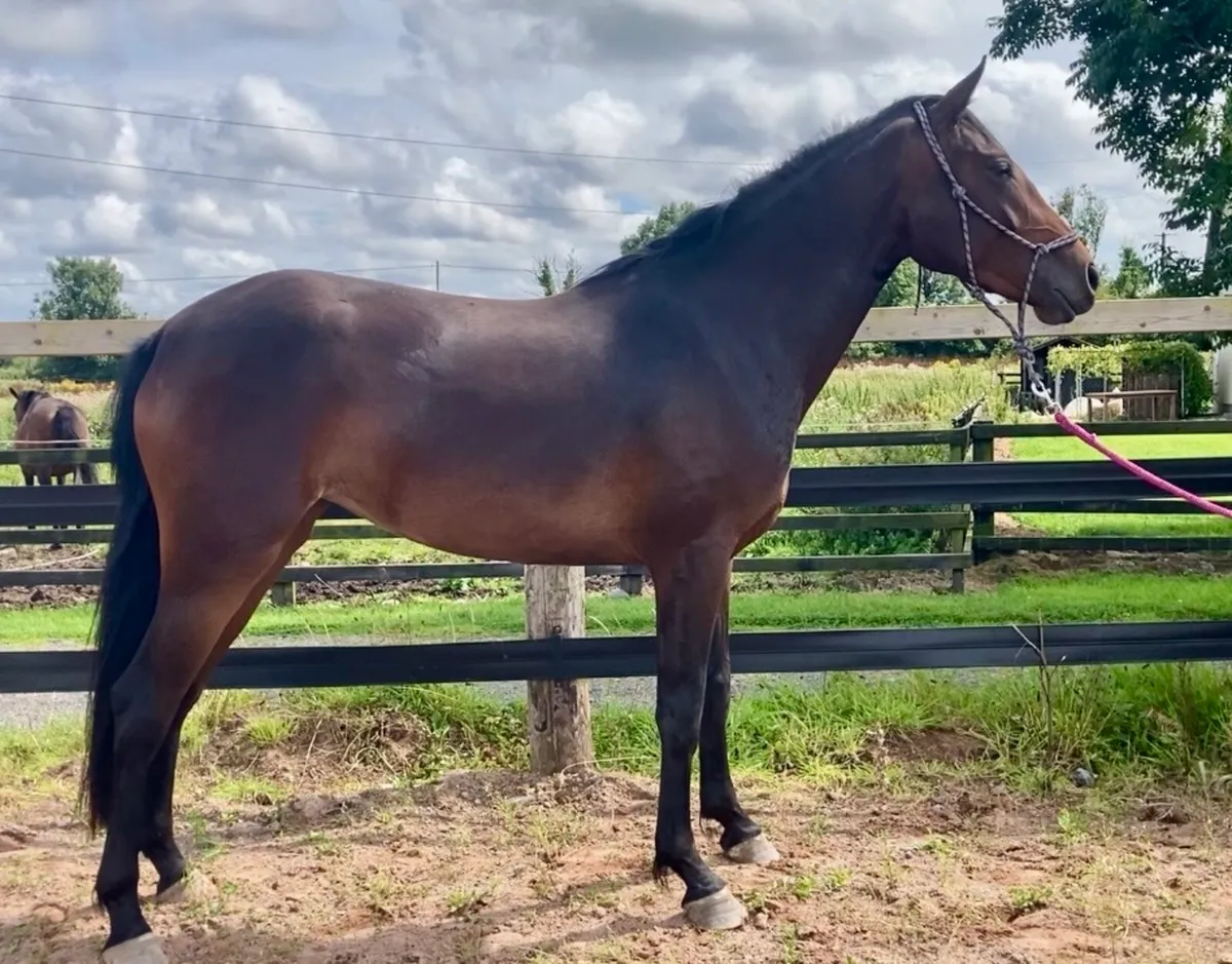 Westside Mirah x Dignified V’ant Zorgvleit Filly - Image 2