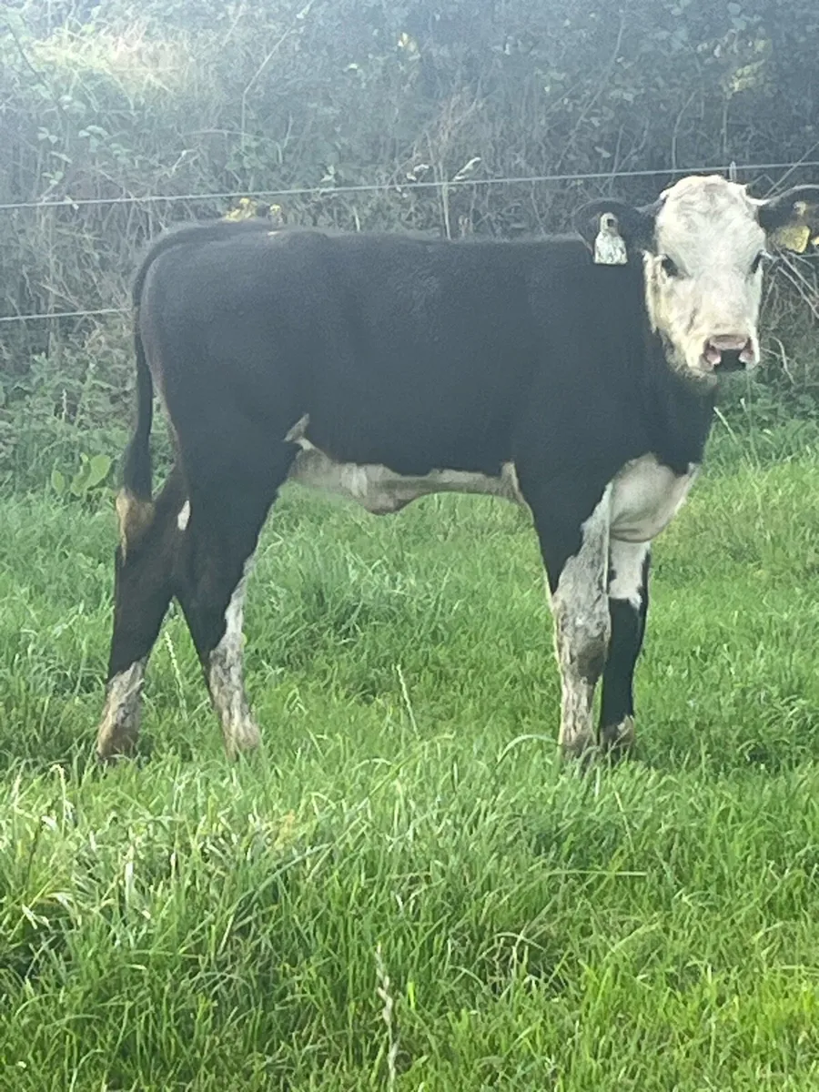 Heifers + calves - Image 2