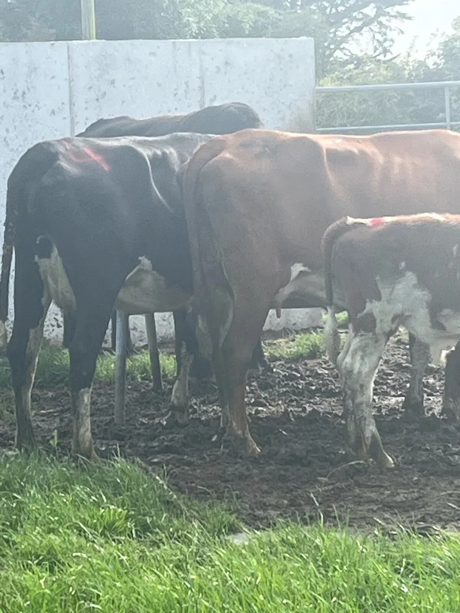 Heifers + calves - Image 3