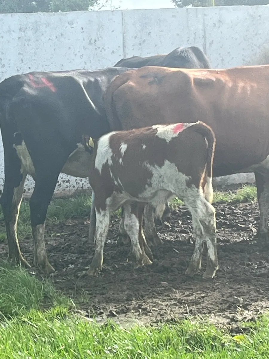 Heifers + calves - Image 4