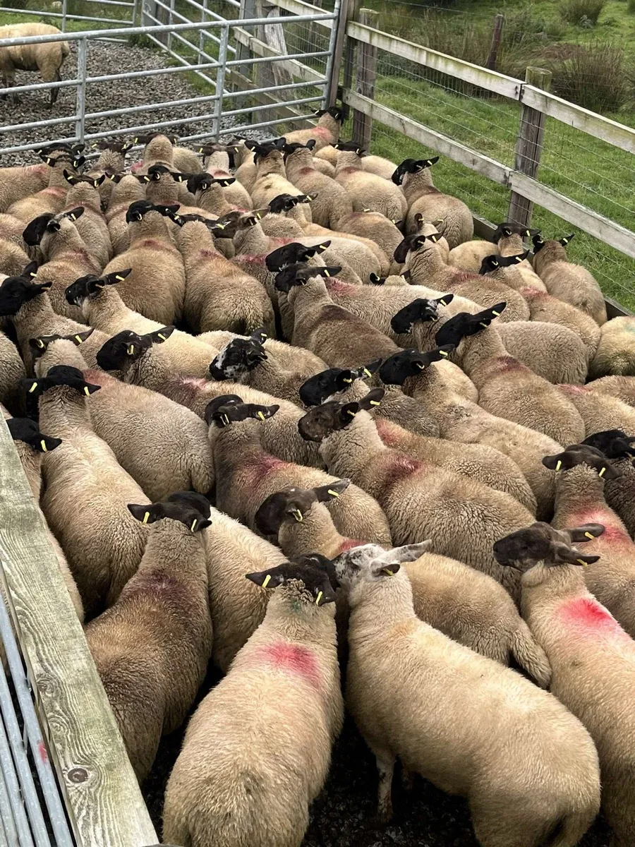 Mountbellew Mart tomorrow - Image 1