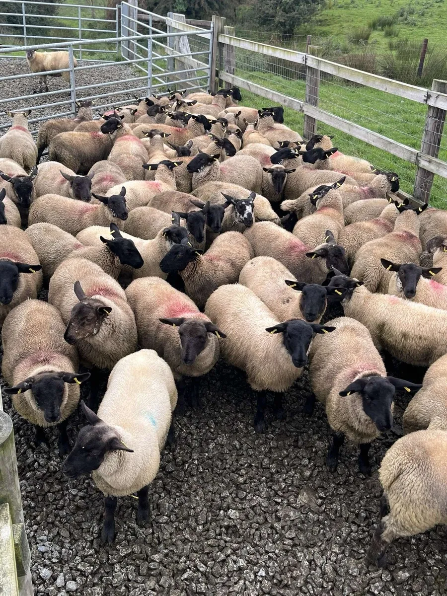 Mountbellew Mart tomorrow - Image 2