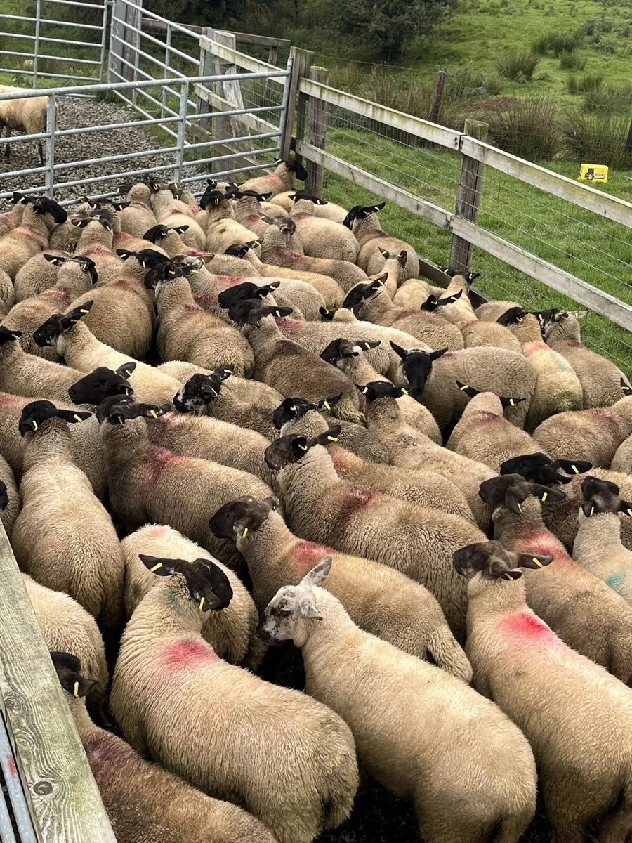 Mountbellew Mart tomorrow - Image 3