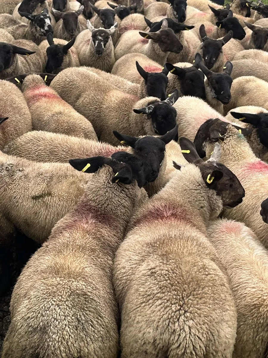 Mountbellew Mart tomorrow - Image 4