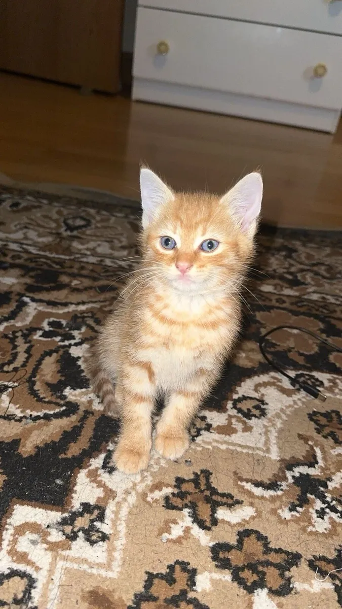 Maincoone kittens - Image 1