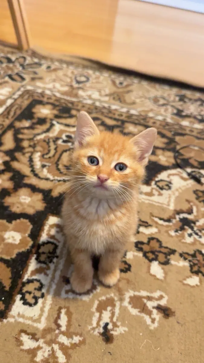 Maincoone kittens - Image 2