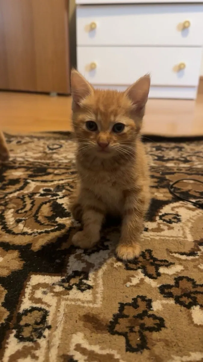 Maincoone kittens - Image 3