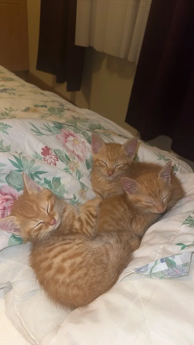 Maincoone kittens - Image 4