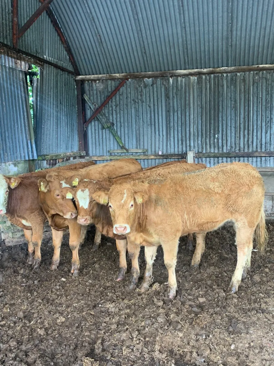 4 Super Quality LMX breeding heufers - Image 3